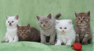 Résultat de recherche d'images pour "chatons"