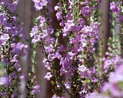 Image of Leucophyllum laevigatum Texas sage