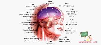 MELATONİN ile ilgili görsel sonucu