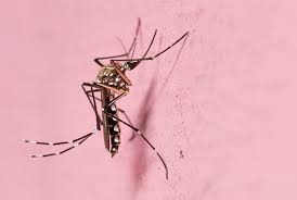 Entomology Today - News update