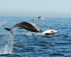 Dolphins in Cape Town, South Africa