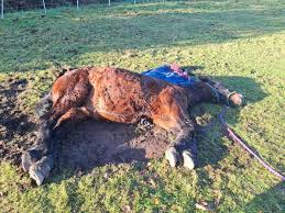 In the wake of the death of Valegro and Uthopia there have ...