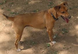 Image result for Why I Named My Pet Dog "Buhari" - Arrested Trader Speaks
