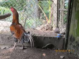 Ciri Ayam Bangkok Thailand Asli