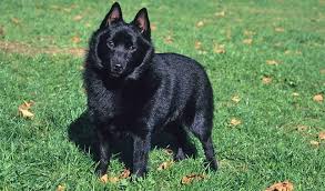 Image result for Schipperke