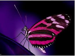 Image result for animated butterflies wallpaper