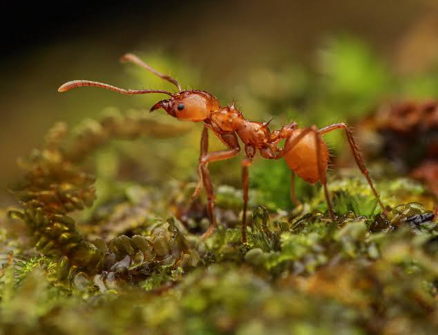 Atta cephalotes