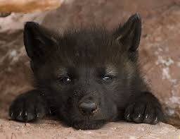 Résultats de recherche d'images pour « les bebe loup »