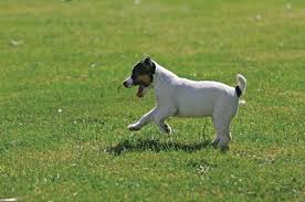 Résultat de recherche d'images pour "chiot qui bouge"