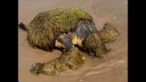 A Turtle’s Second Chance: The Story of Resilience and Redemption – New ...