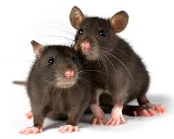 Image result for rat images