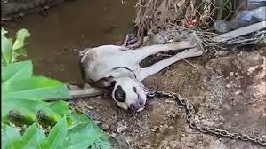 Please help" he cried loudly as he was twisted around a ...