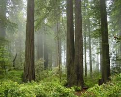 Image of Redwood Forests in Northern California