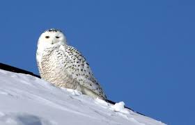 Resultado de imagen de hibou arctique