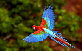 Image result for macaw parrot hd
