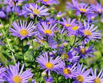 Asters flower