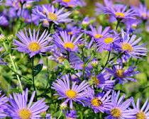 Asters flowers