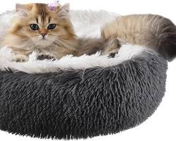 various fluffy cat cushionsの画像