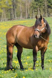 Image result for HORSE
