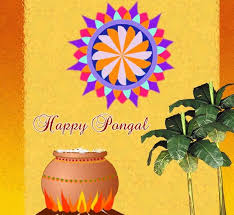 Image result for pongal festival images