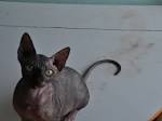 Chat Sphynx Tout sur la race de chat Sphynx - Muramur