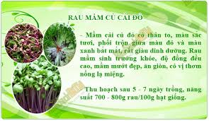 Image result for RAU MẦM CẢI XANH