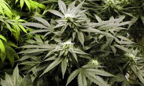 Resultado de imagen de Legalization