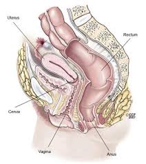 Image result for human papilloma virus