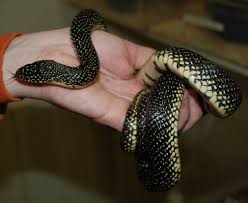 Image result for king snake
