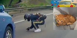 Man Stops Traffic to Save a Tiny Kitten in the Middle of ...