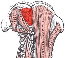 Image result for posterior neck muscles grey's