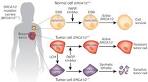 Parp inhibitor brca2