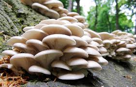 Image result for mushroom growing