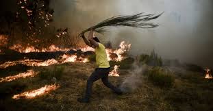 Resultado de imagem para imagem de incendios florestais