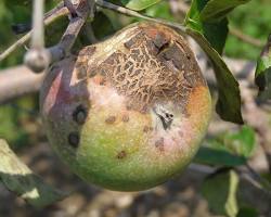 Apple scab (Venturia inaequalis) disease on trees