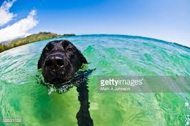 Image result for dog swimming in ocean