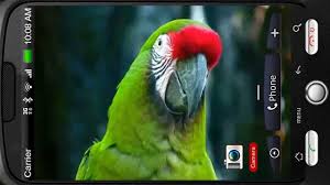 Image result for macaw parrot hd