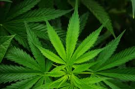 Resultado de imagen de Legalization