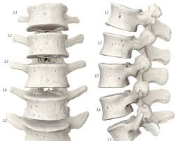 Lumbar vertebrae (L1L5)