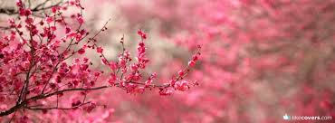 Image result for facebook cover photos