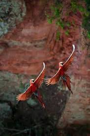 Image result for macaw parrot hd