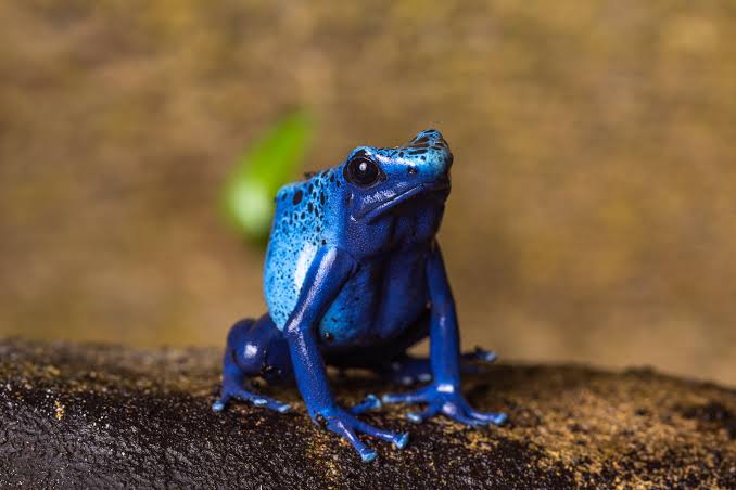 Dyeing Poison Dart Frog - BCA Zoo