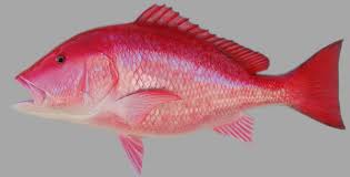 Image result for maya maya fish