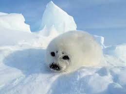 Image result for arctic and antarctic animals and birds