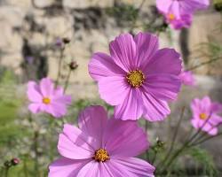 Image of Cosmos flowers