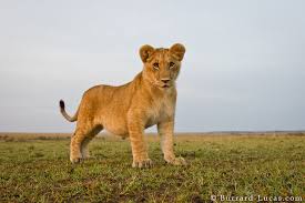 Image result for lion cub pictures