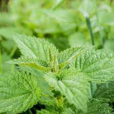 Agro Science Blog - Urtica diocia (#सिस्नो/#सिस्नु) or commonly called as stinging #nettle is a heavily underutilized native plant belonging to family #Urticaceae . It is of great #nutritional And #medicinal use as it contains #vitamins A and C, #potassium , #tannicacid #silicicacid #iron #lecithin #lime and #chlorine. It #cures several #allergies , #benginprosthetichypertrophy or #bph in #men , #prevents #prostatecancer , is #antibacterial and cures #bloodpressure #diabetes and #arthritis. It also improves #sperm #cells. It is also used for the #manufacture of #sweet #non-alcoholic beverage and beers. | Facebook