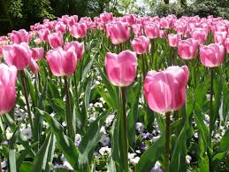 Tulpenfeld - Bild \u0026amp; Foto von Brigitte Hertwig aus Blüten ...