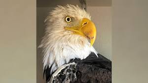 Big Bear bald eagle Jackie's cause of death revealed — ABC News - Breaking News, Latest News and Videos