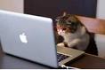 Les fans de chats sont les plus intelligents, caposest prouv